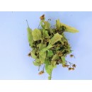 Τίλιο ή Φλαμούρι- Tilia vulgaris-40γρ